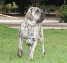 Matriz - Fila Brasileiro Tigrado - Canil Singular - Cocada